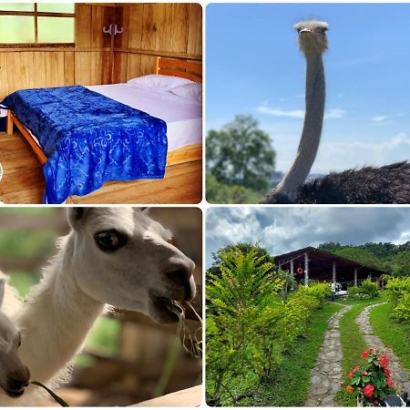 Finca Ecoparaiso Ibagué Eksteriør billede
