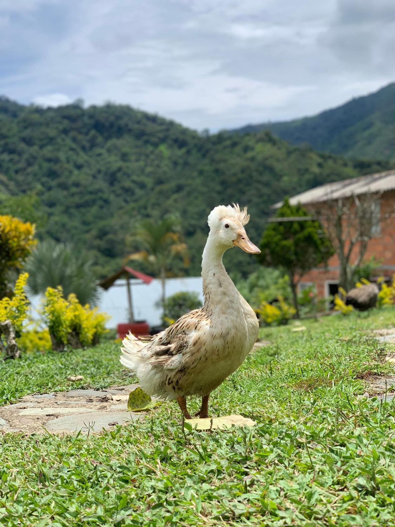Finca Ecoparaiso Ibagué Eksteriør billede